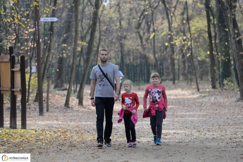 Őszi erdei séta a tavaszias napsütésben - fotó Trifonov Éva