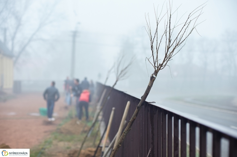 Faültetés Borbányán - fotó Szarka Lajos