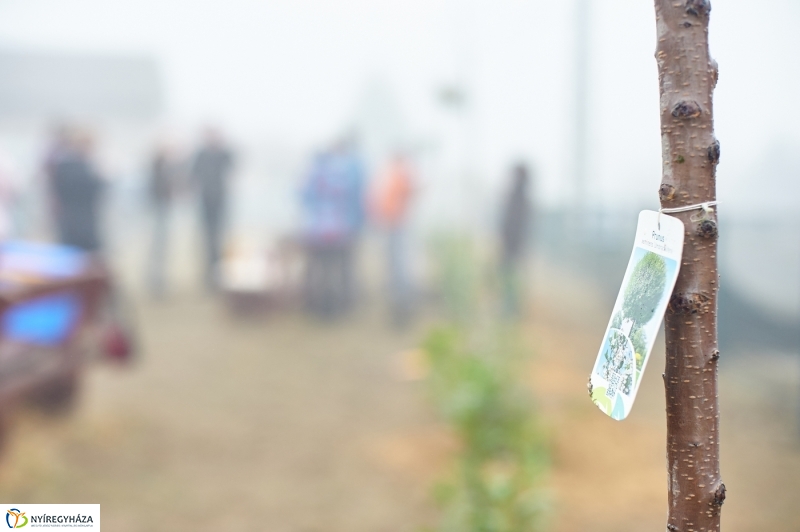 Faültetés Borbányán - fotó Szarka Lajos