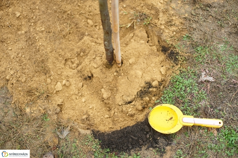 Faültetés Borbányán - fotó Szarka Lajos
