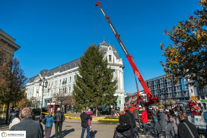 Megérkezett a karácsonyfa a Kossuth térre - fotó Kohut Árpád