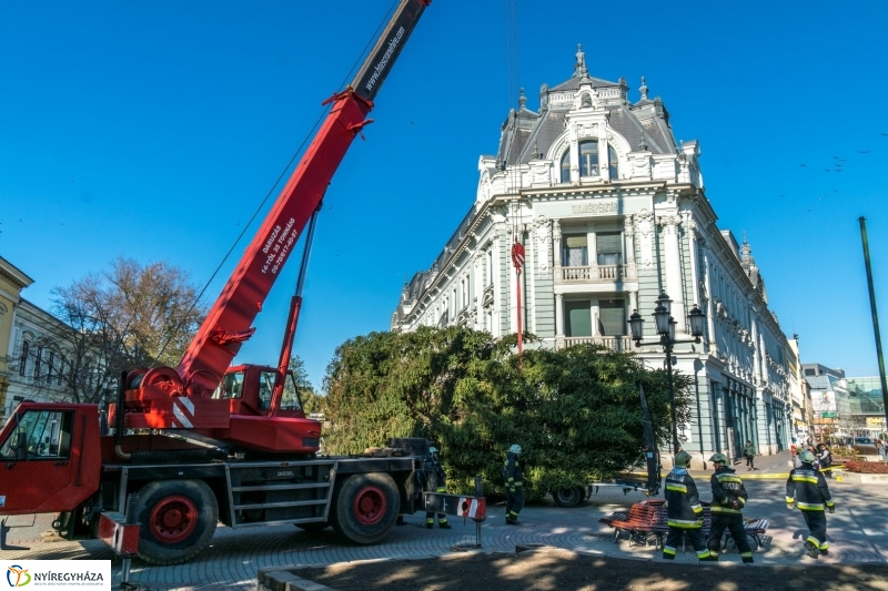 Megérkezett a karácsonyfa a Kossuth térre - fotó Kohut Árpád