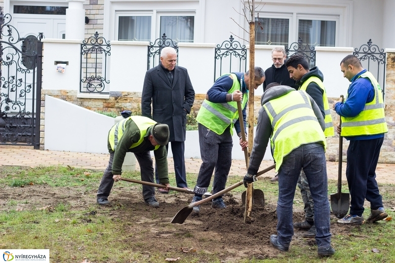 Fásítás a Honvéd utcán