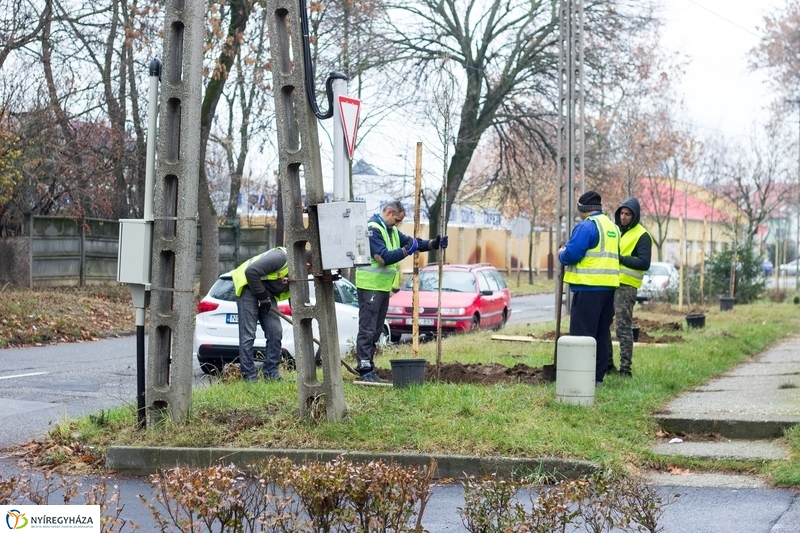 Fásítás a Honvéd utcán