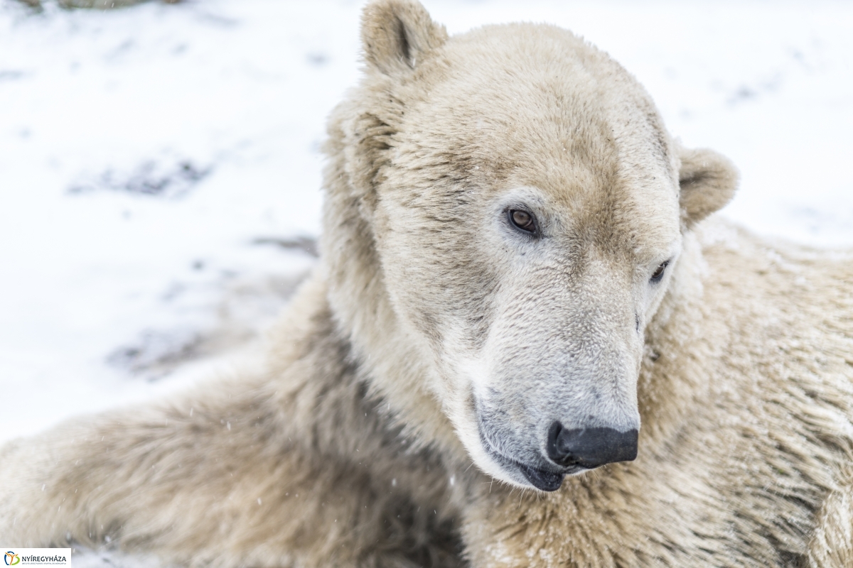 Téli séta a Nyíregyházi Állatparkban - fotó Kohut Árpád