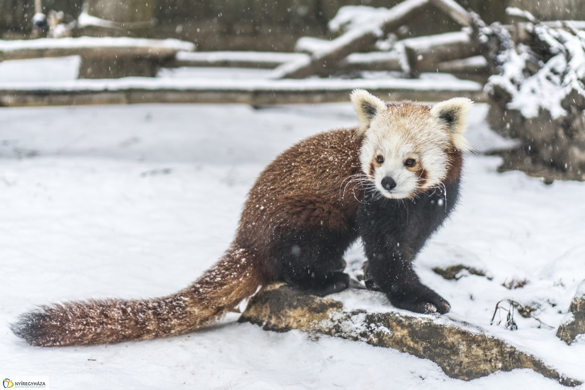 Téli séta a Nyíregyházi Állatparkban - fotó Kohut Árpád
