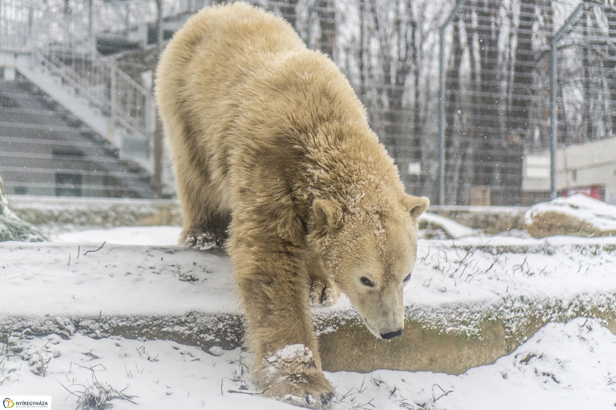 Téli séta a Nyíregyházi Állatparkban - fotó Kohut Árpád