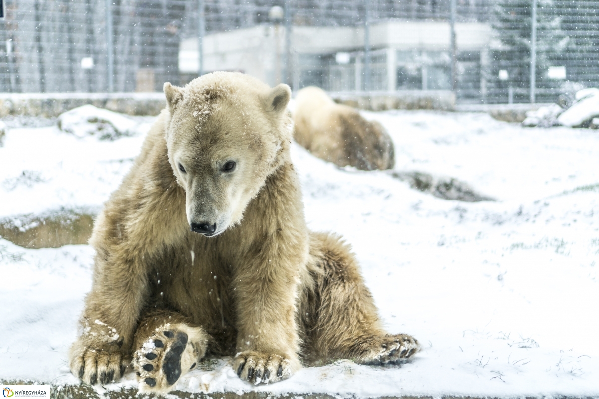 Téli séta a Nyíregyházi Állatparkban - fotó Kohut Árpád