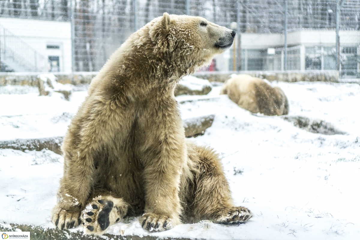 Téli séta a Nyíregyházi Állatparkban - fotó Kohut Árpád
