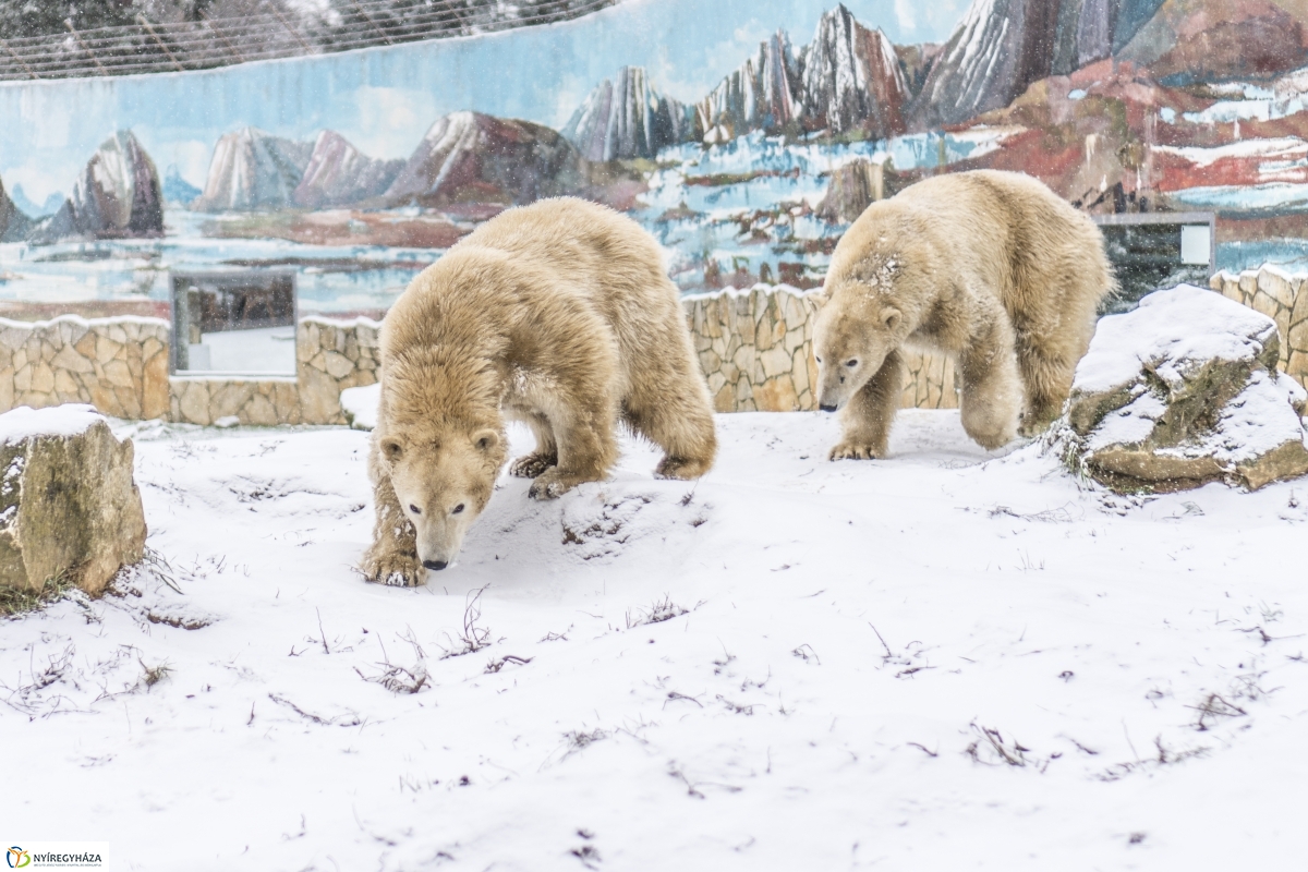 Téli séta a Nyíregyházi Állatparkban - fotó Kohut Árpád