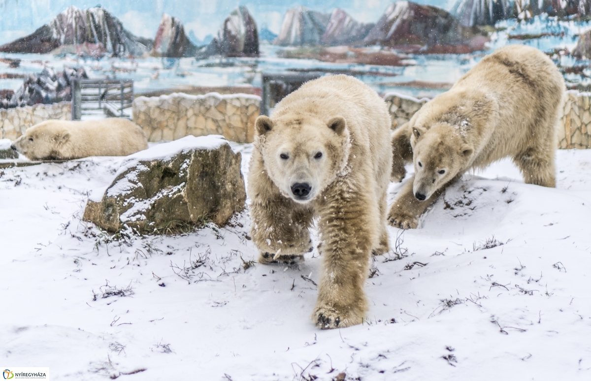 Téli séta a Nyíregyházi Állatparkban - fotó Kohut Árpád