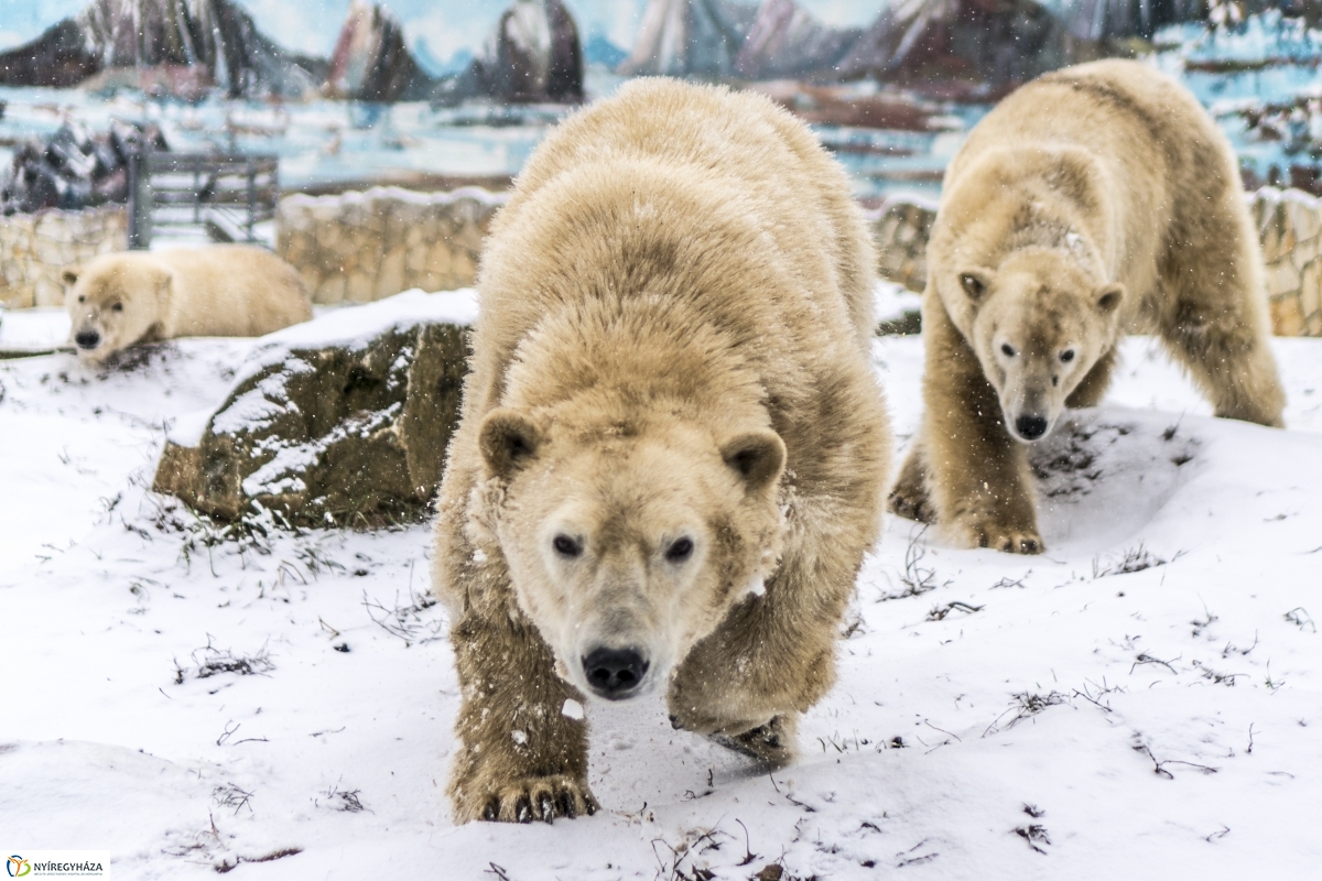 Téli séta a Nyíregyházi Állatparkban - fotó Kohut Árpád