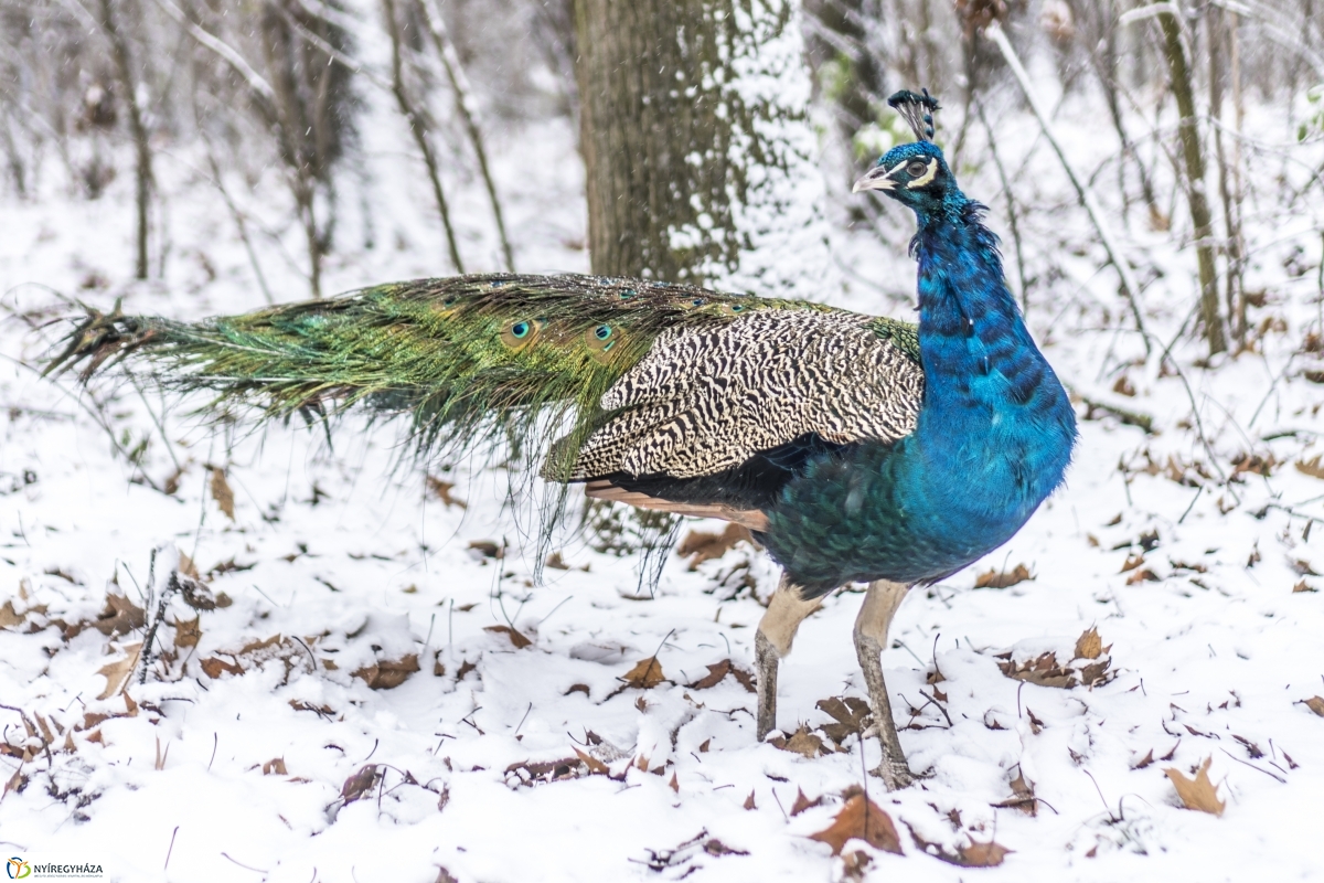 Téli séta a Nyíregyházi Állatparkban - fotó Kohut Árpád