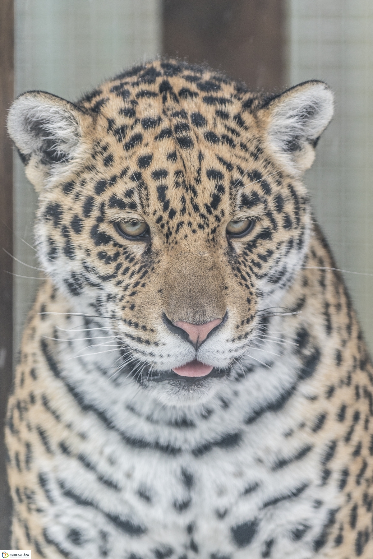 Téli séta a Nyíregyházi Állatparkban - fotó Kohut Árpád