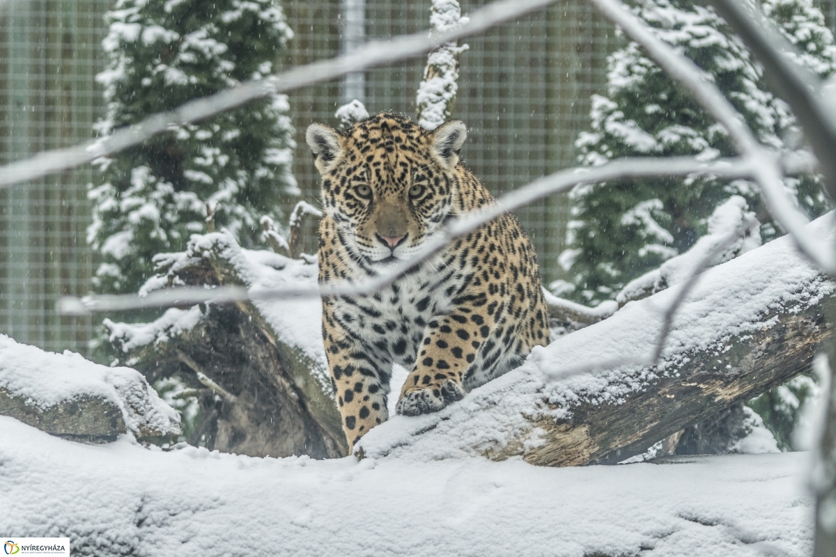 Téli séta a Nyíregyházi Állatparkban - fotó Kohut Árpád
