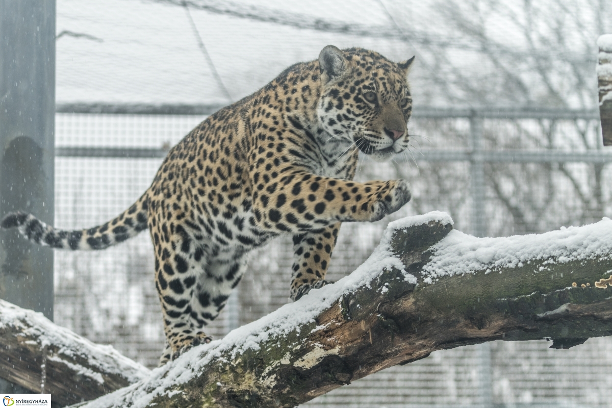 Téli séta a Nyíregyházi Állatparkban - fotó Kohut Árpád