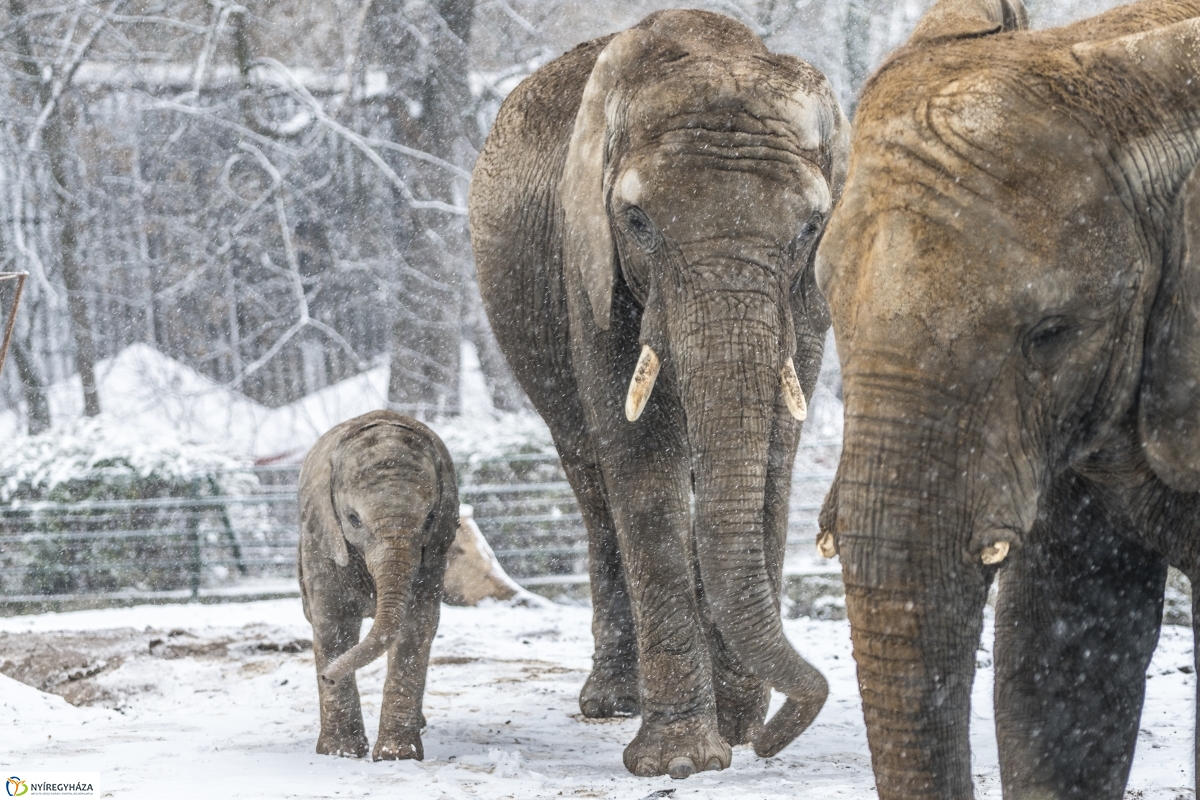 Téli séta a Nyíregyházi Állatparkban - fotó Kohut Árpád