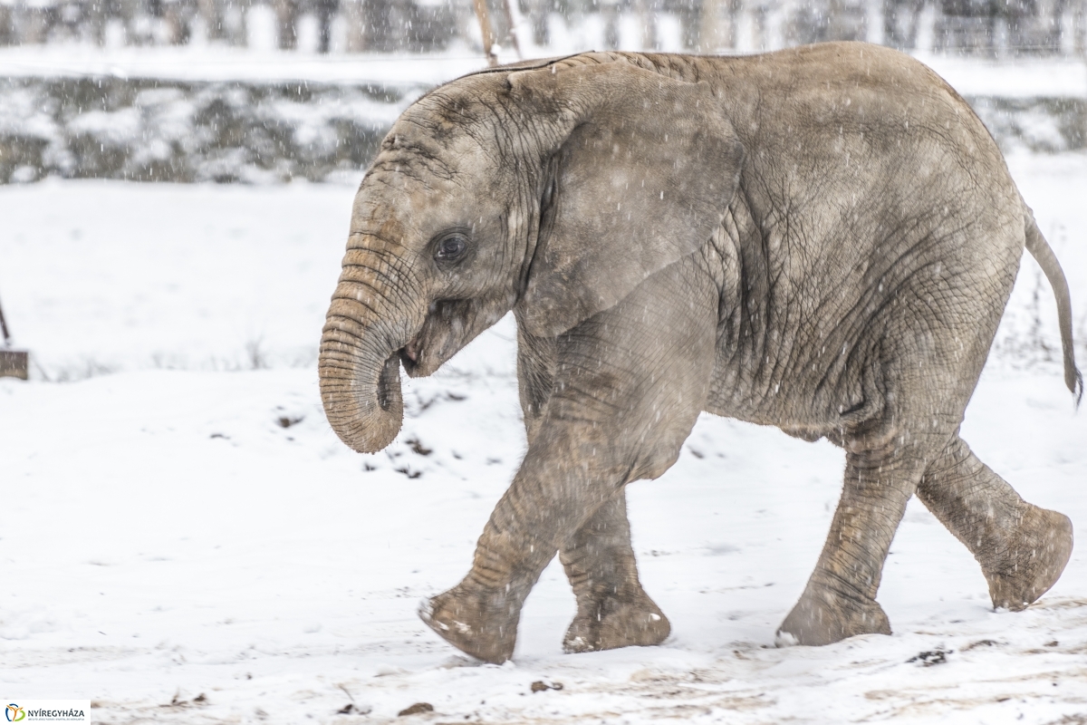 Téli séta a Nyíregyházi Állatparkban - fotó Kohut Árpád