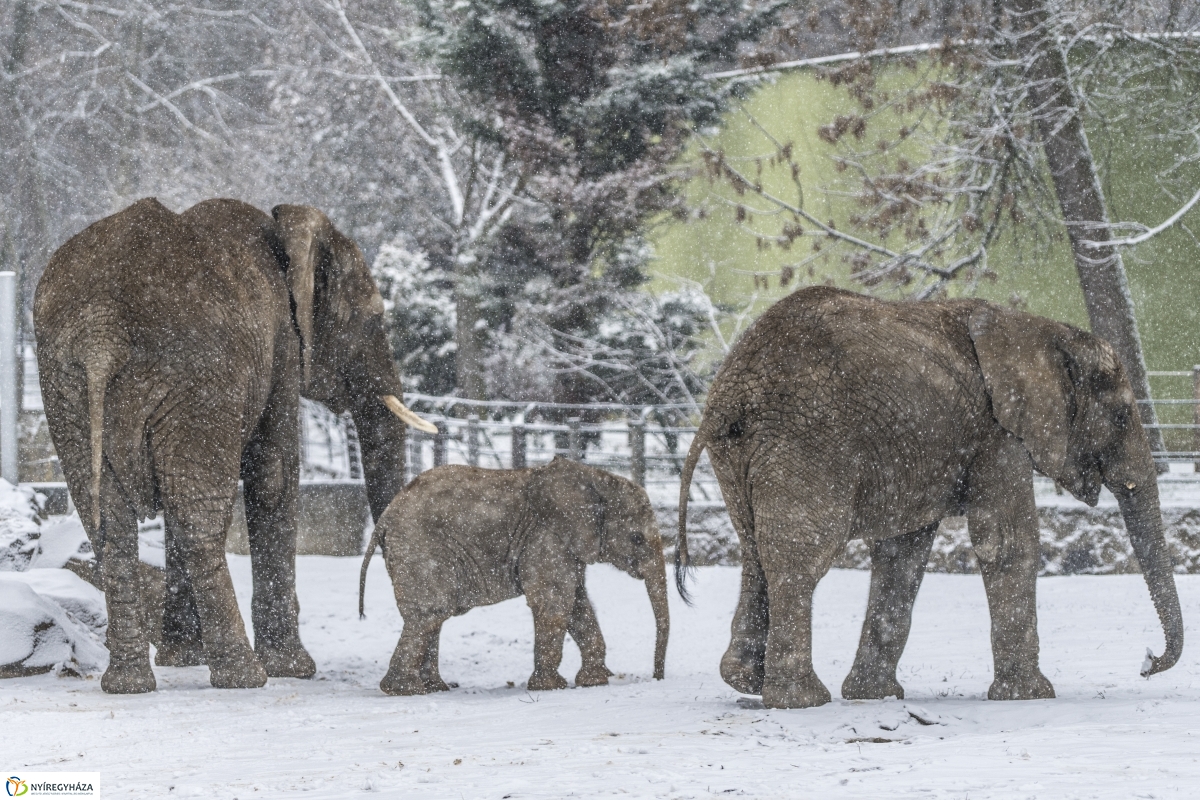 Téli séta a Nyíregyházi Állatparkban - fotó Kohut Árpád