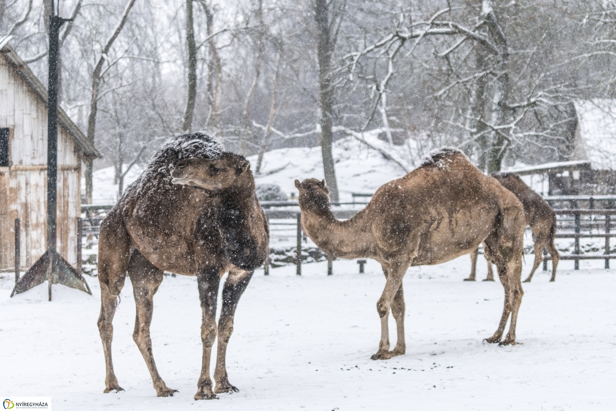 Téli séta a Nyíregyházi Állatparkban - fotó Kohut Árpád