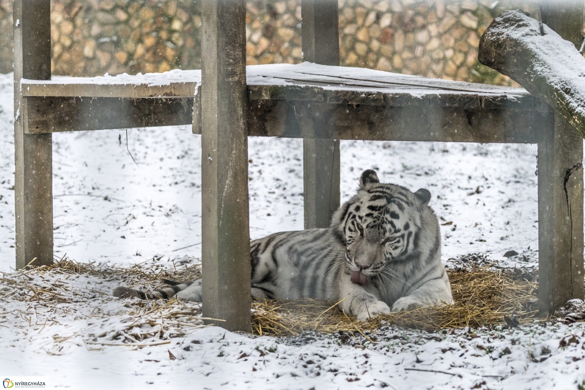 Téli séta a Nyíregyházi Állatparkban - fotó Kohut Árpád