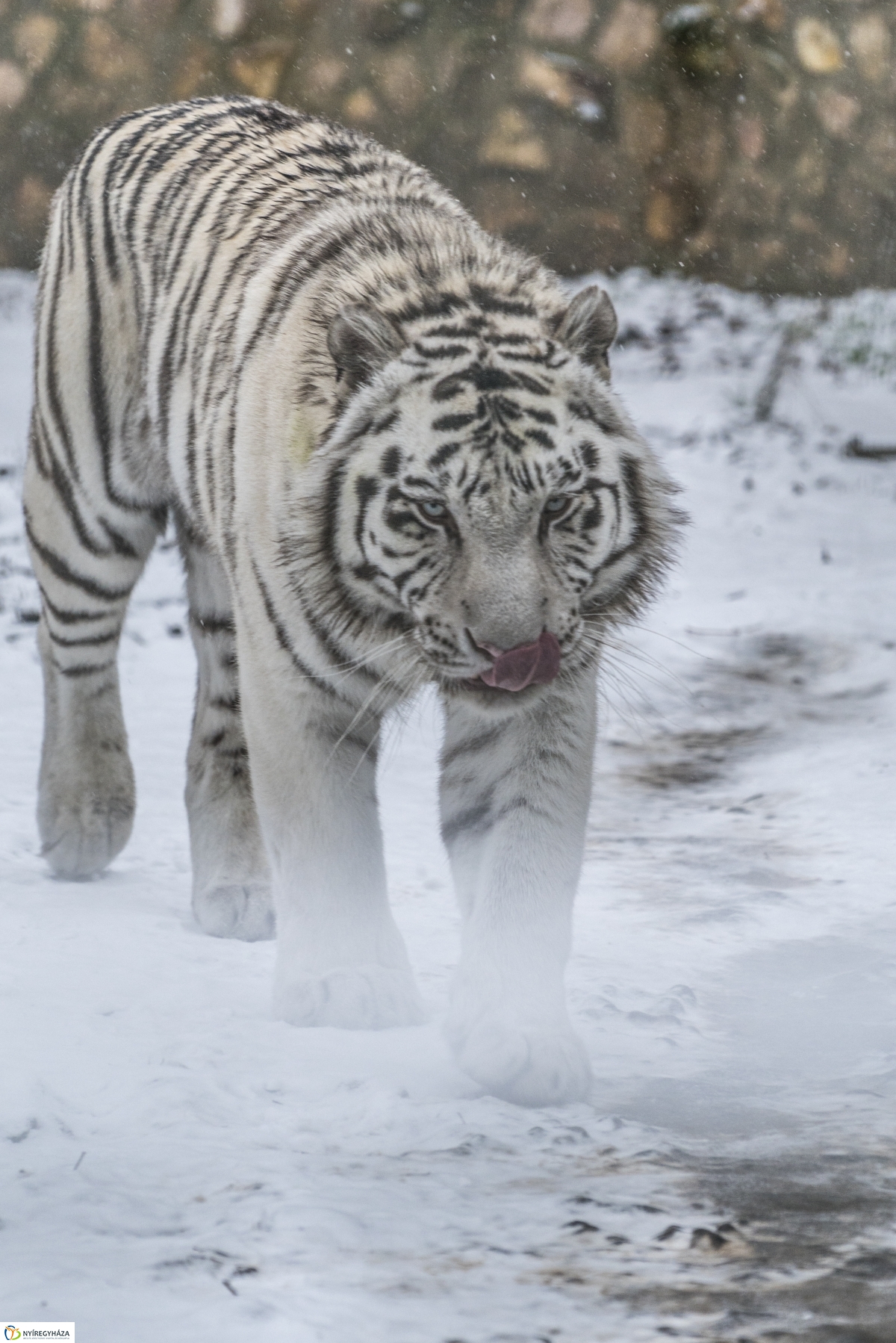 Téli séta a Nyíregyházi Állatparkban - fotó Kohut Árpád