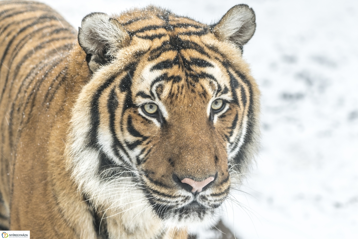 Téli séta a Nyíregyházi Állatparkban - fotó Kohut Árpád