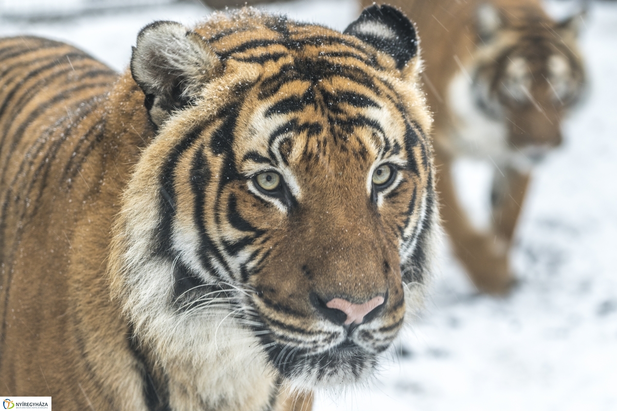 Téli séta a Nyíregyházi Állatparkban - fotó Kohut Árpád