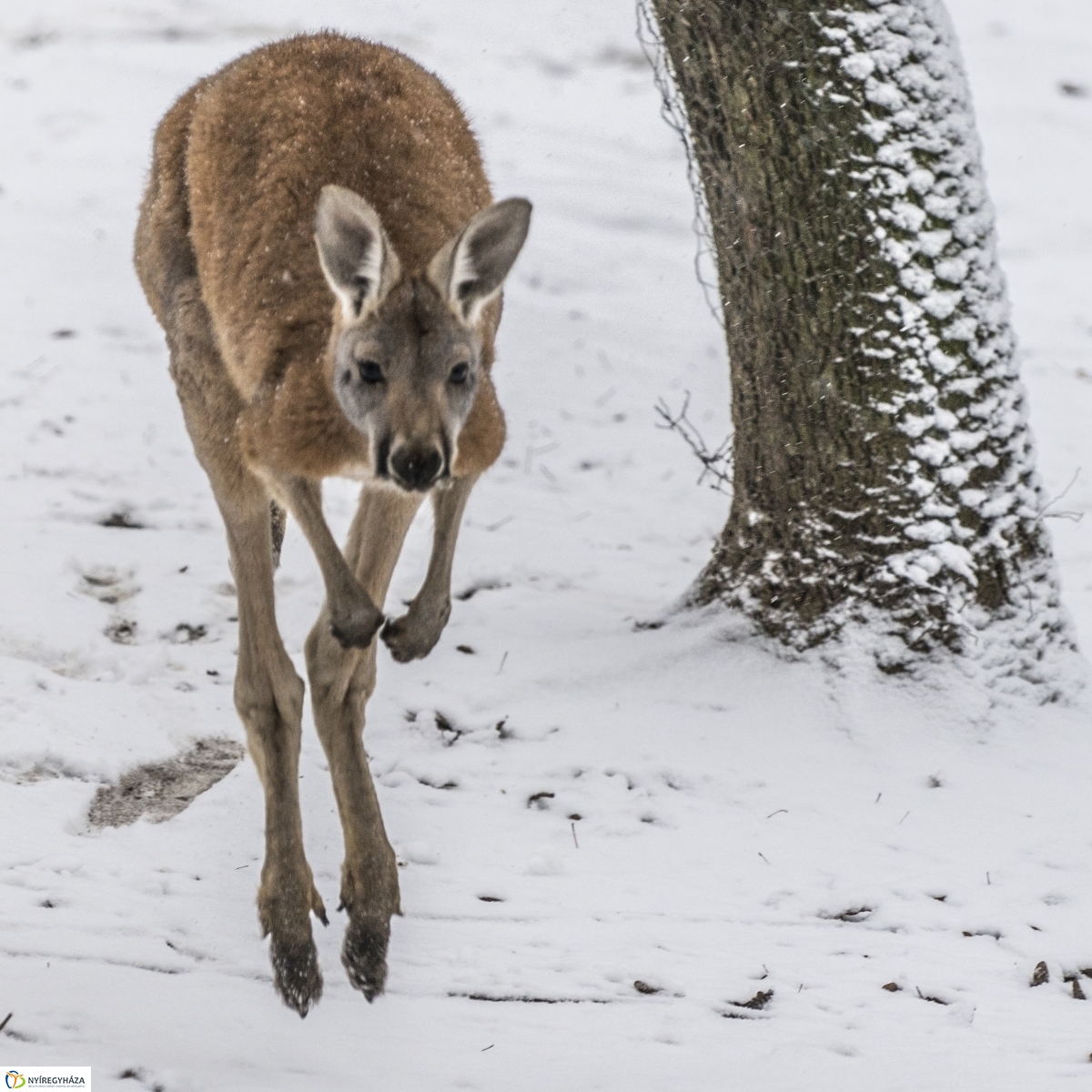 Téli séta a Nyíregyházi Állatparkban - fotó Kohut Árpád