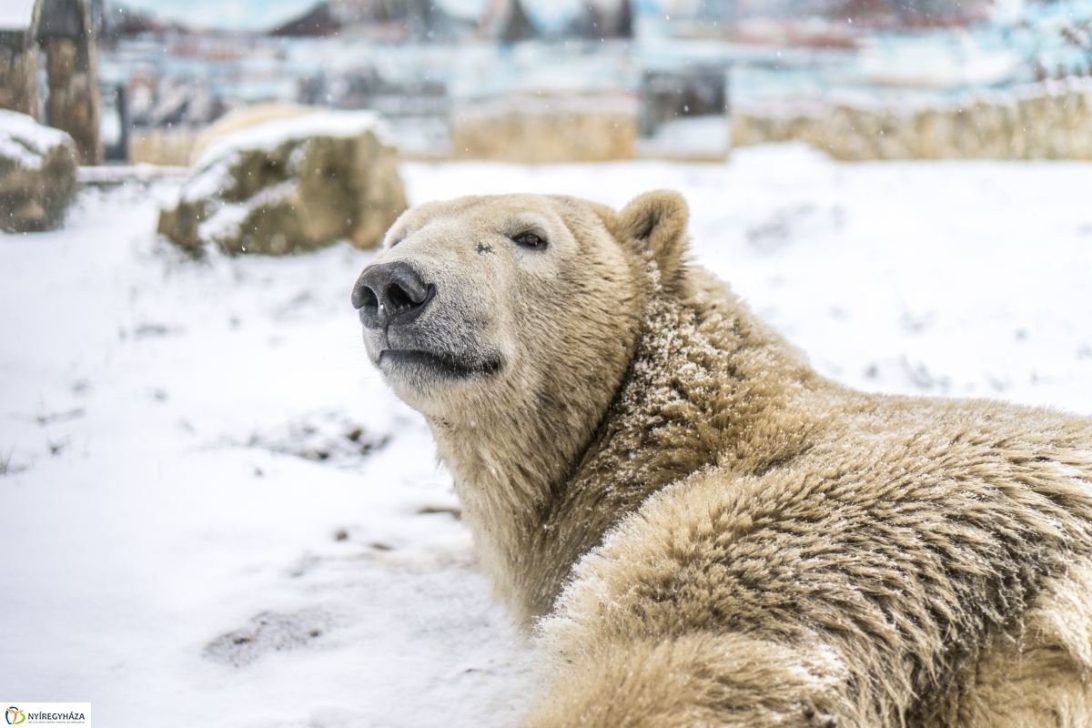 Téli séta a Nyíregyházi Állatparkban - fotó Kohut Árpád