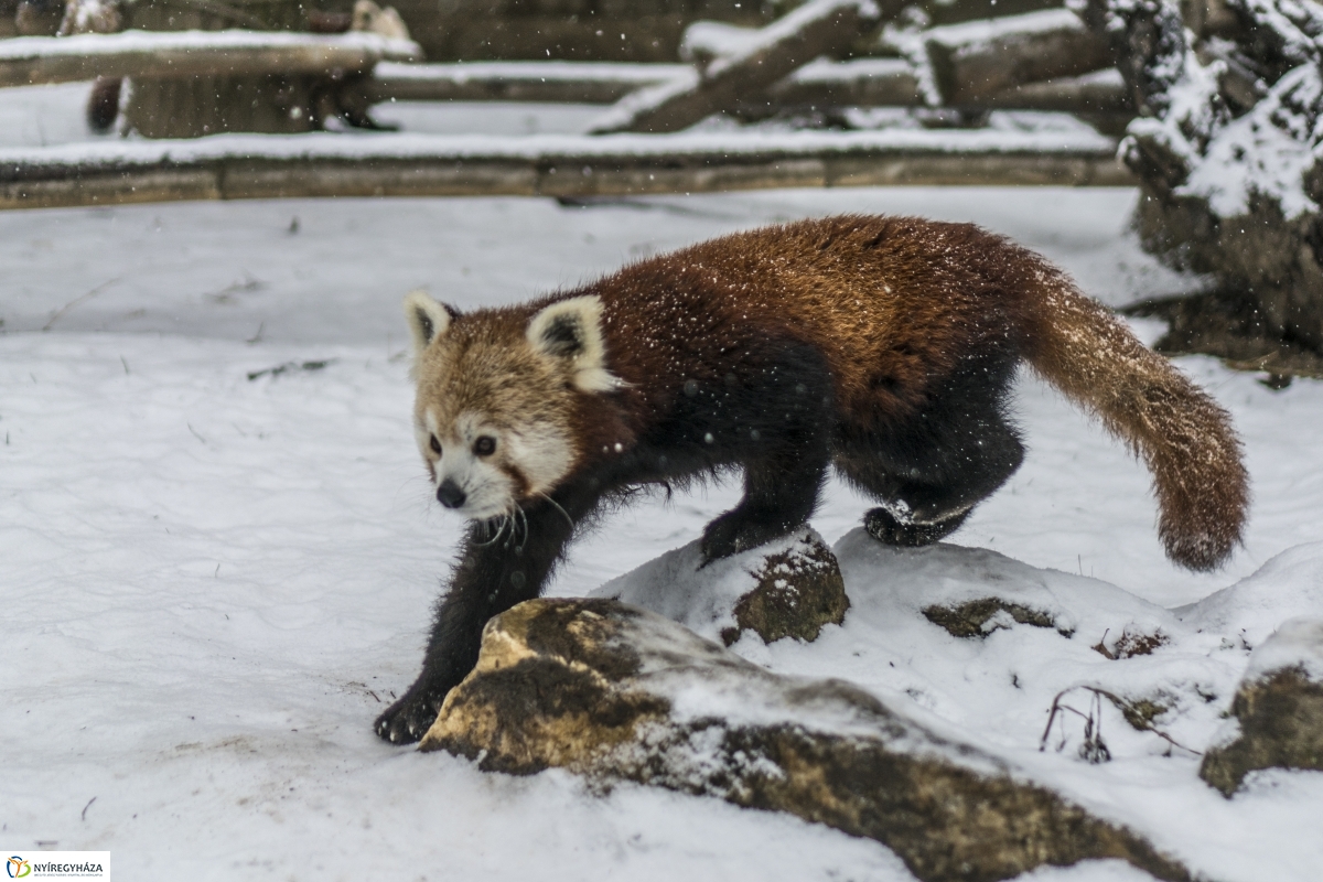 Téli séta a Nyíregyházi Állatparkban - fotó Kohut Árpád