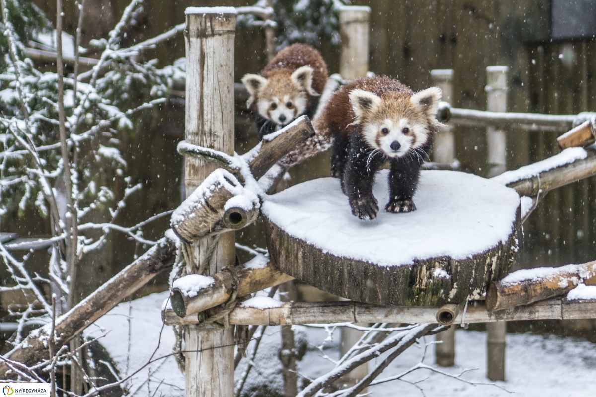 Téli séta a Nyíregyházi Állatparkban - fotó Kohut Árpád