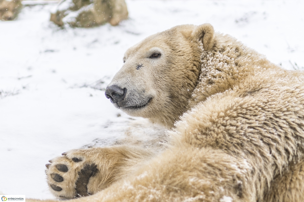 Téli séta a Nyíregyházi Állatparkban - fotó Kohut Árpád