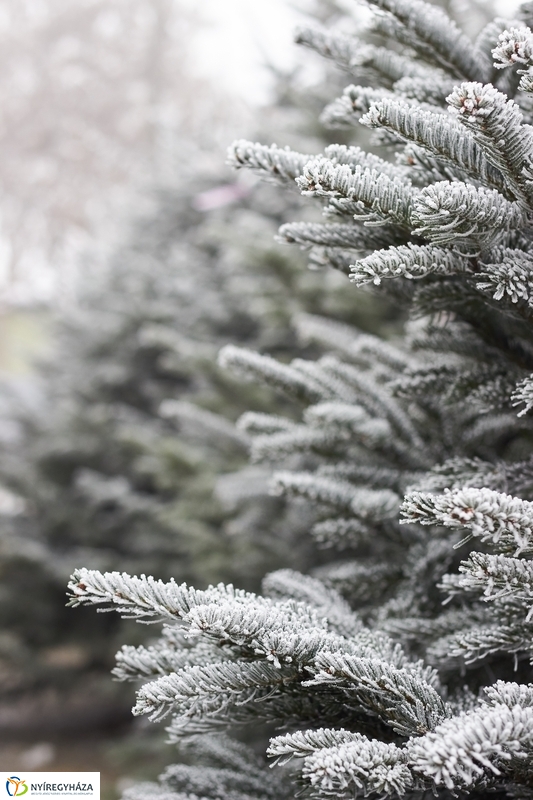 Karácsonyra készülve a Búza téri piacon