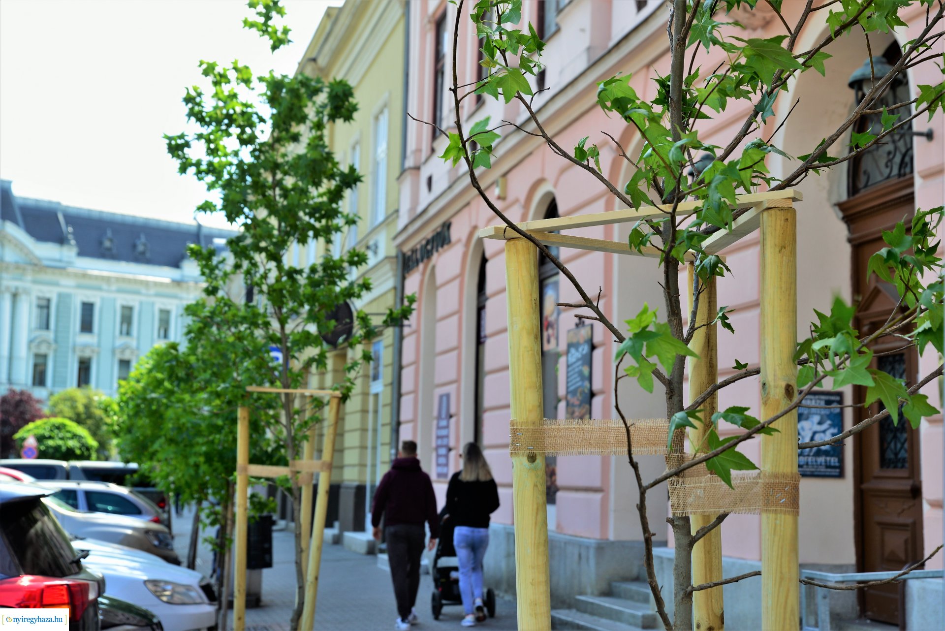 A belvárosban is folytatódik a fásítási program