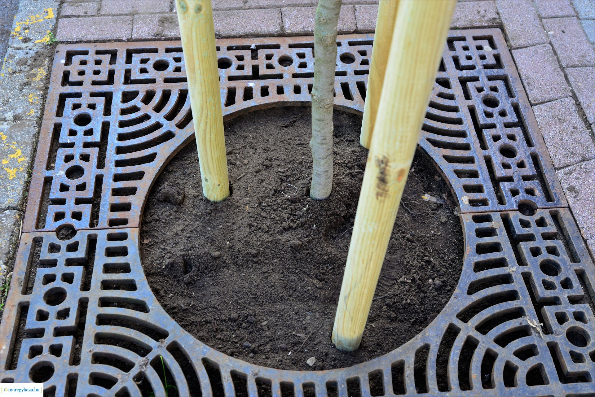 A belvárosban is folytatódik a fásítási program