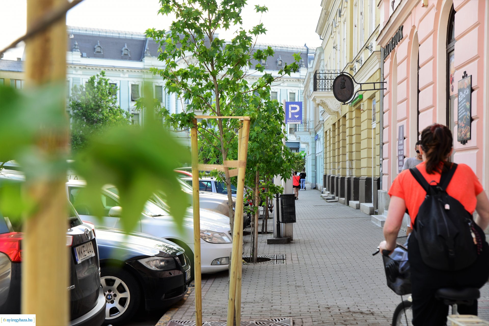 A belvárosban is folytatódik a fásítási program