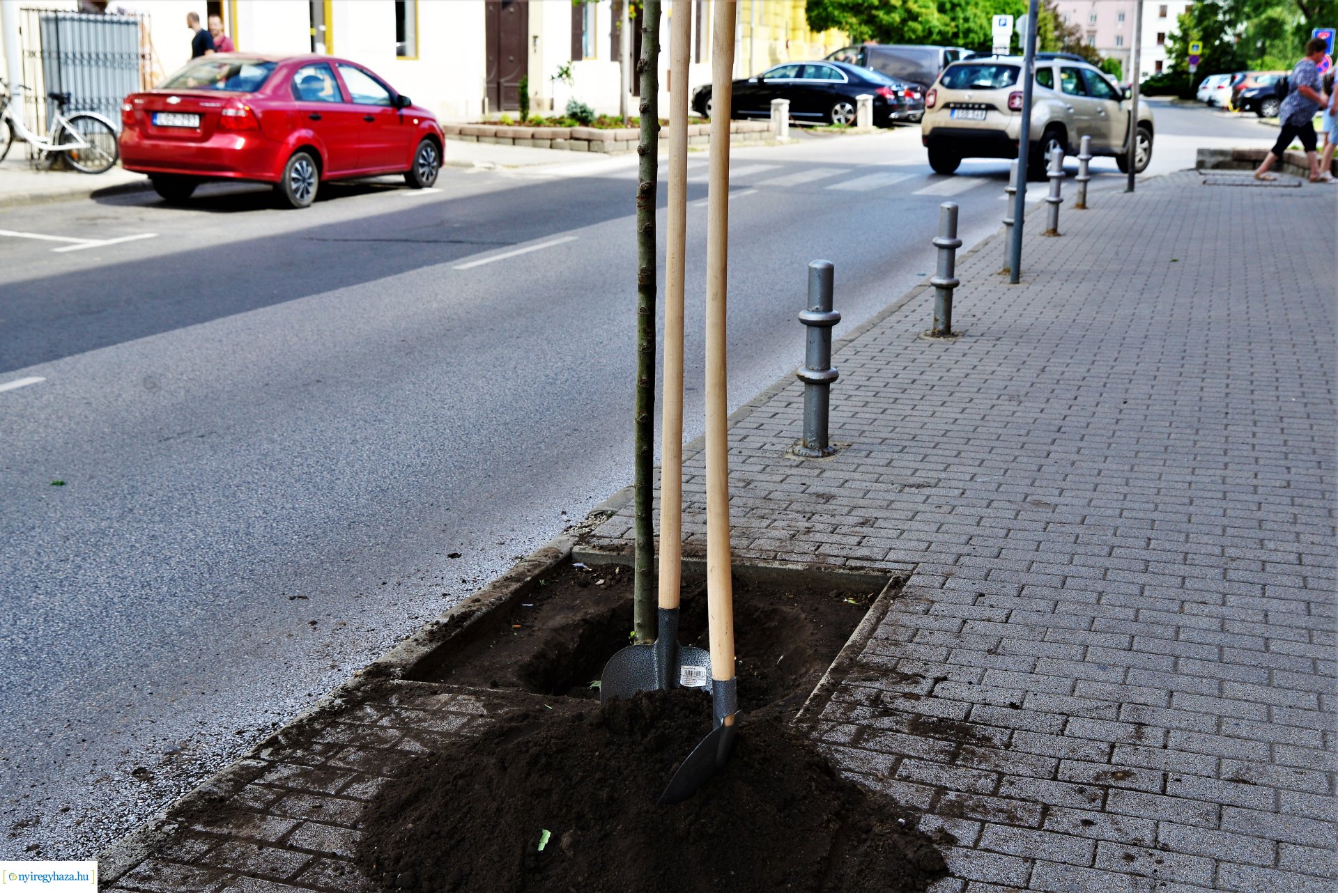 A belvárosban is folytatódik a fásítási program