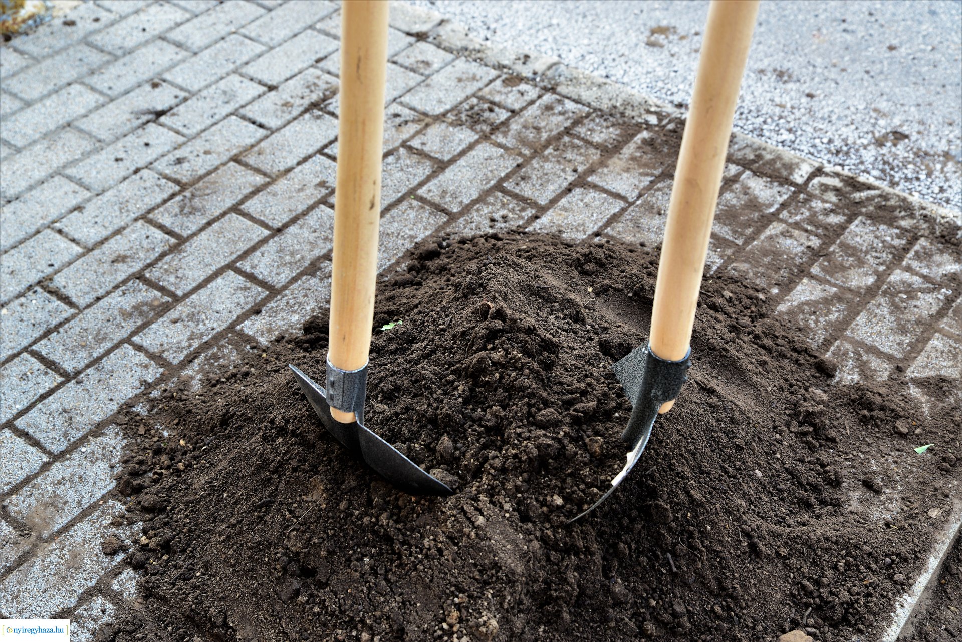 A belvárosban is folytatódik a fásítási program