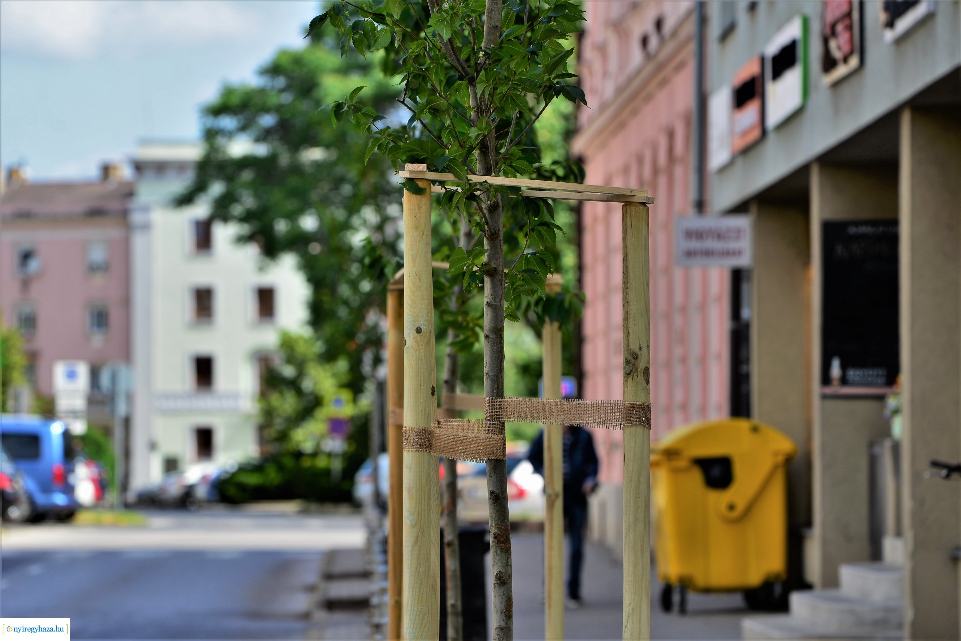 A belvárosban is folytatódik a fásítási program