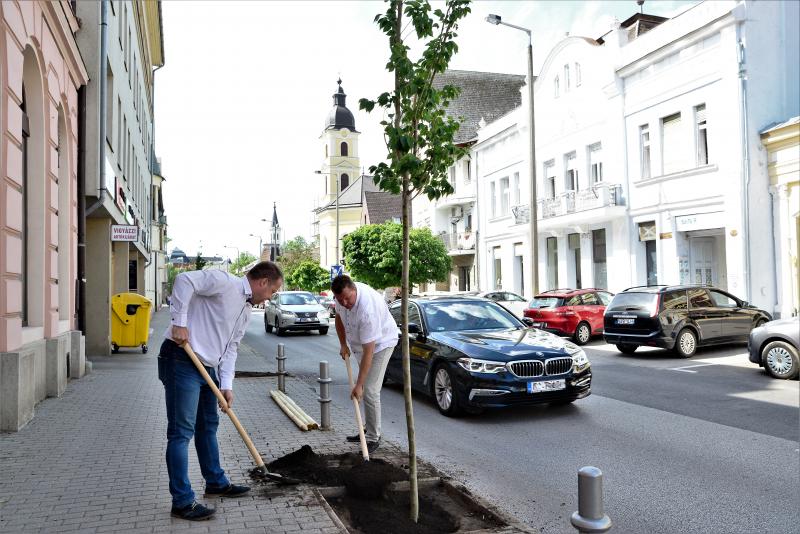A belvárosban is folytatódik a fásítási program