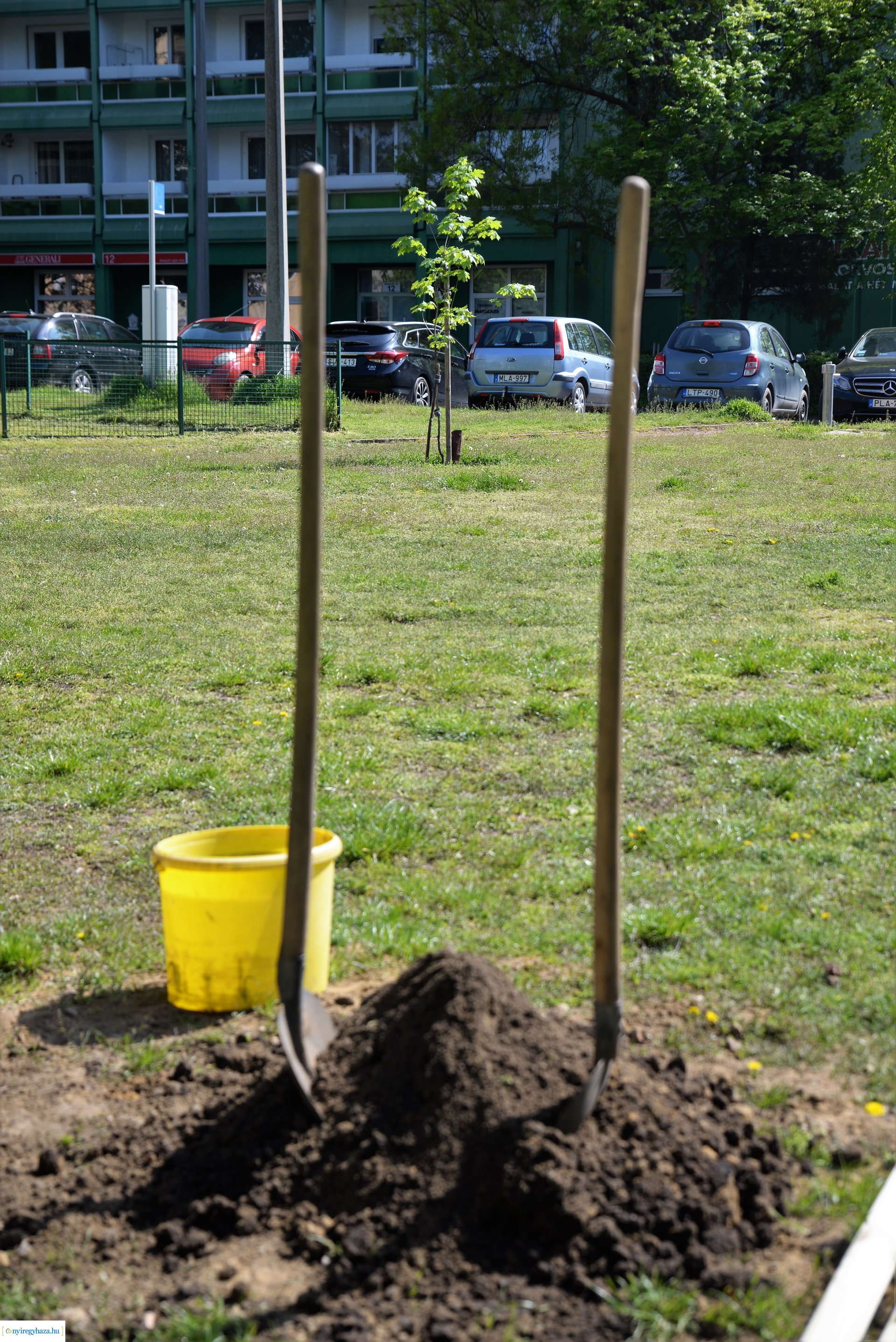 A Dob utcán folytatódik a fásítási program