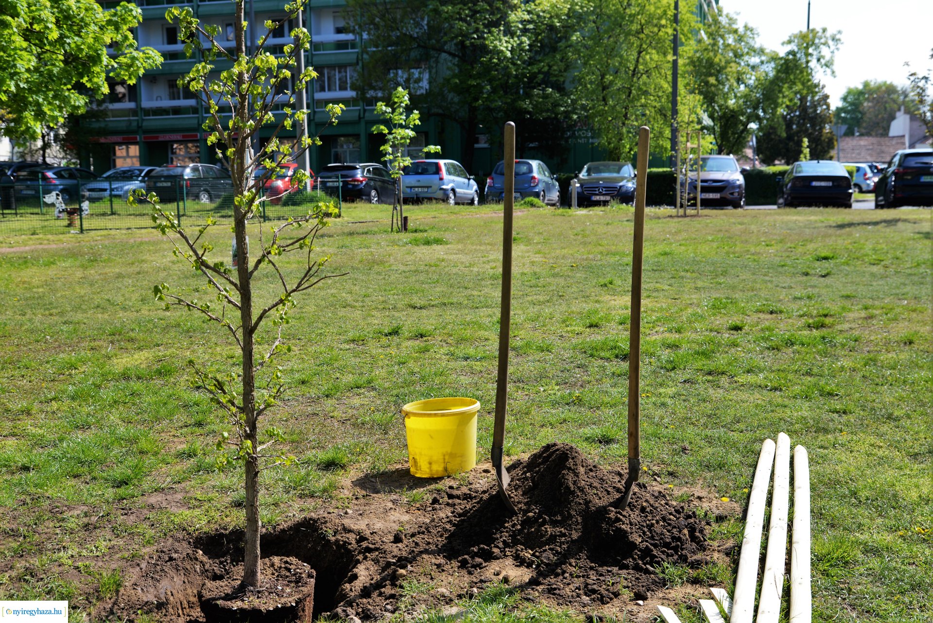 A Dob utcán folytatódik a fásítási program