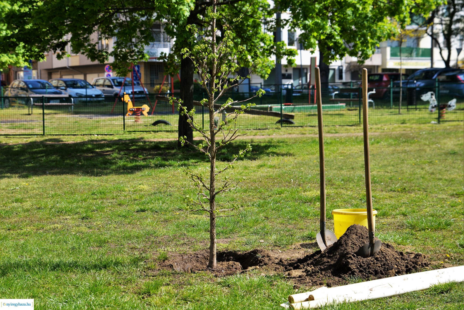 A Dob utcán folytatódik a fásítási program
