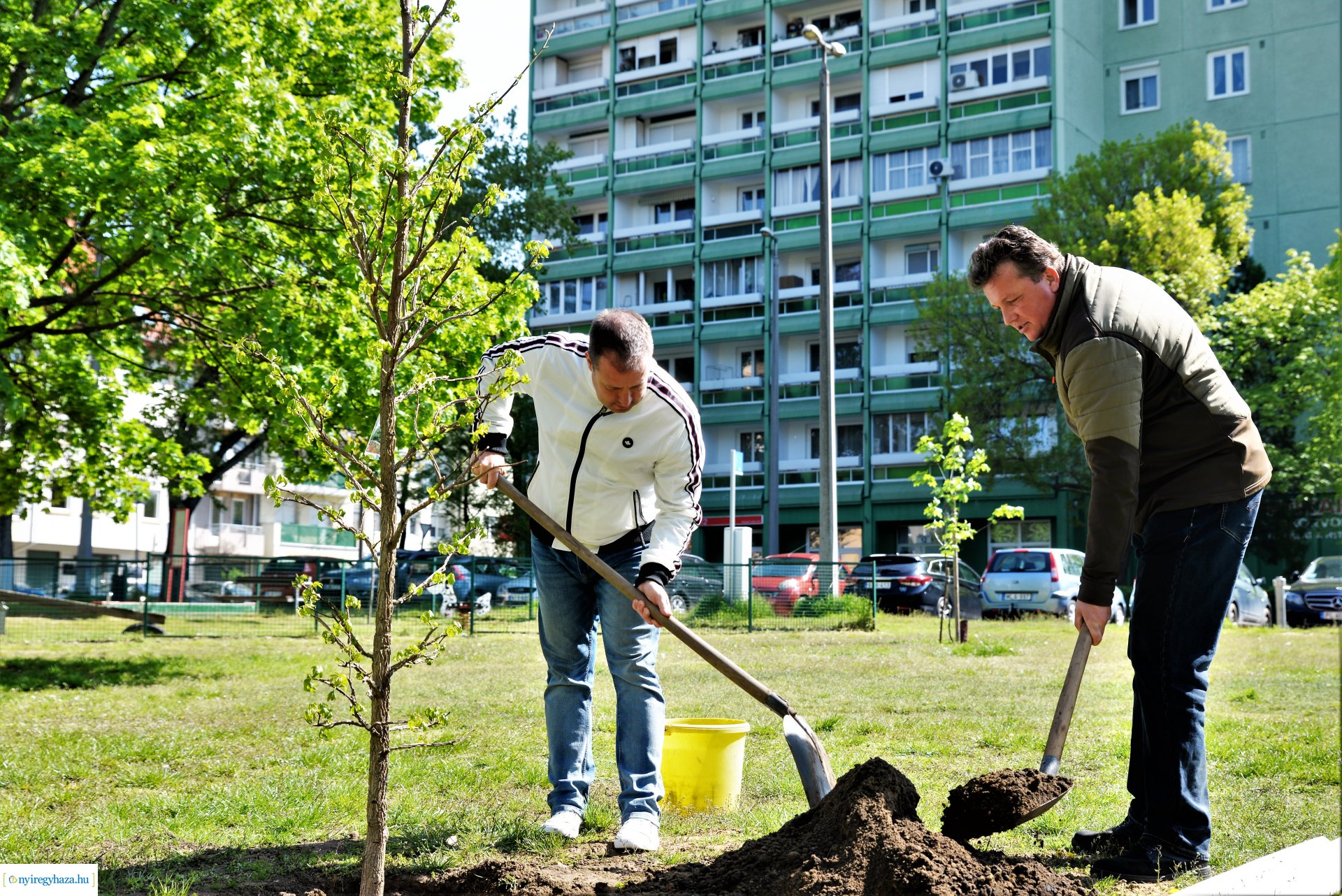 A Dob utcán folytatódik a fásítási program