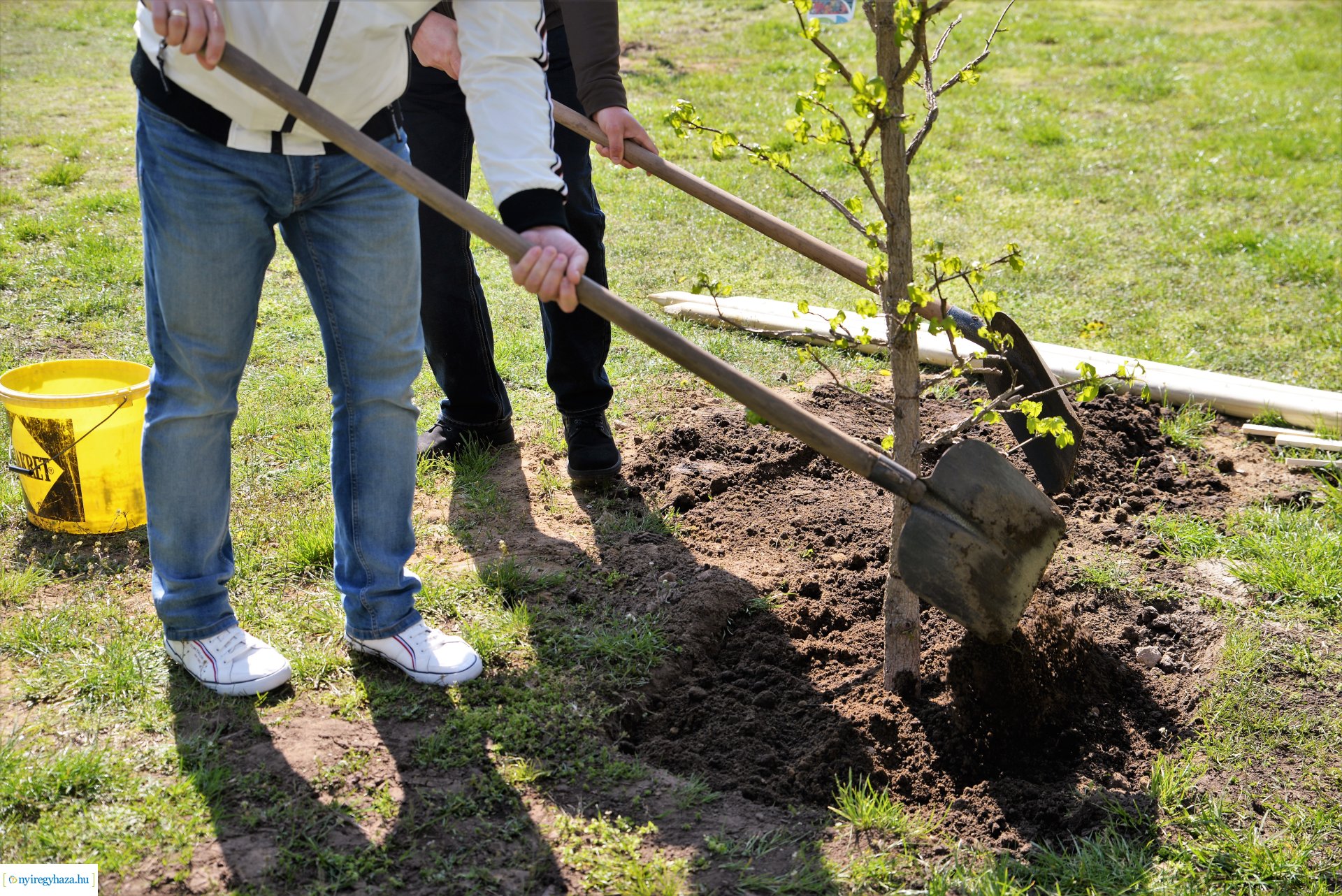 A Dob utcán folytatódik a fásítási program