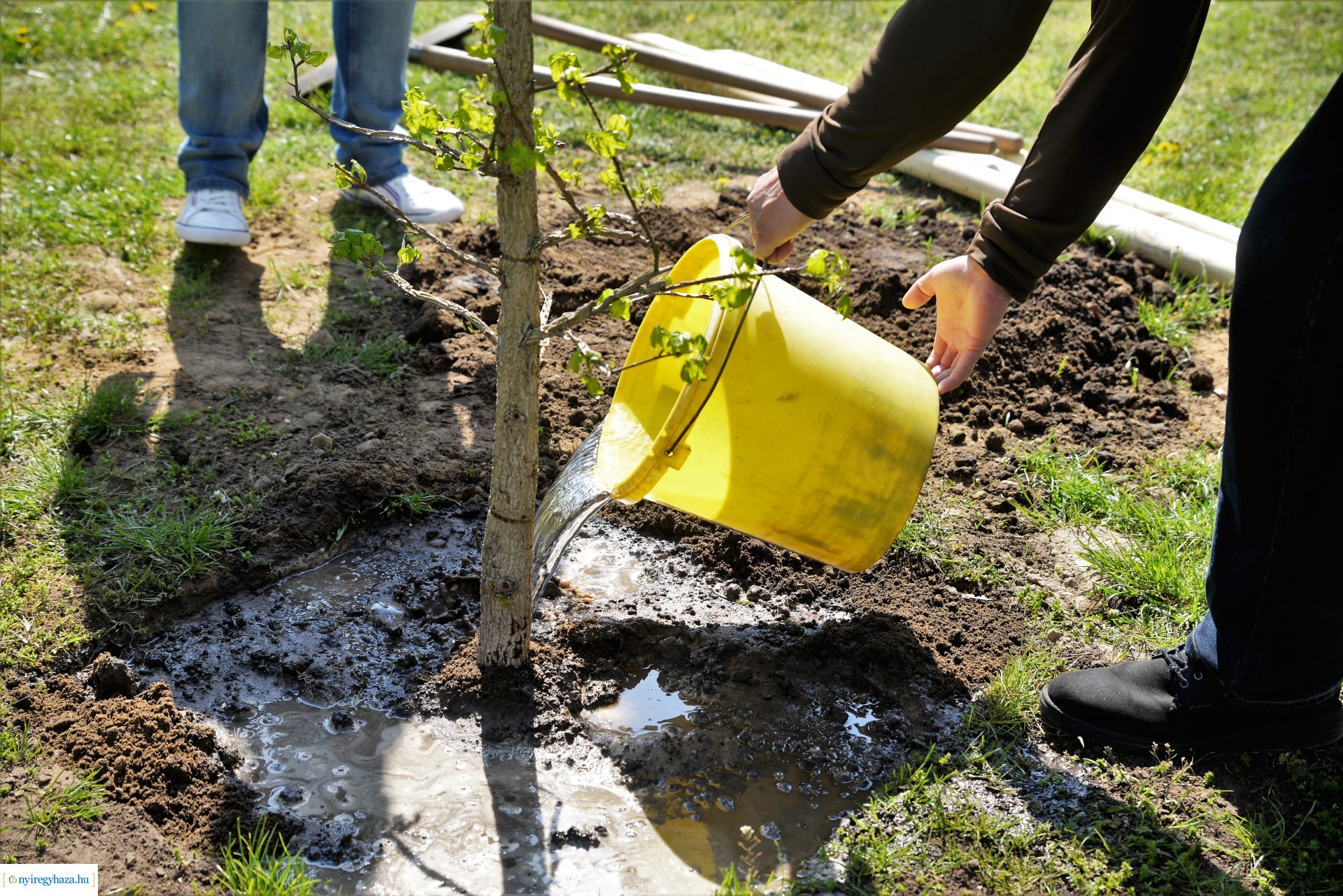 A Dob utcán folytatódik a fásítási program