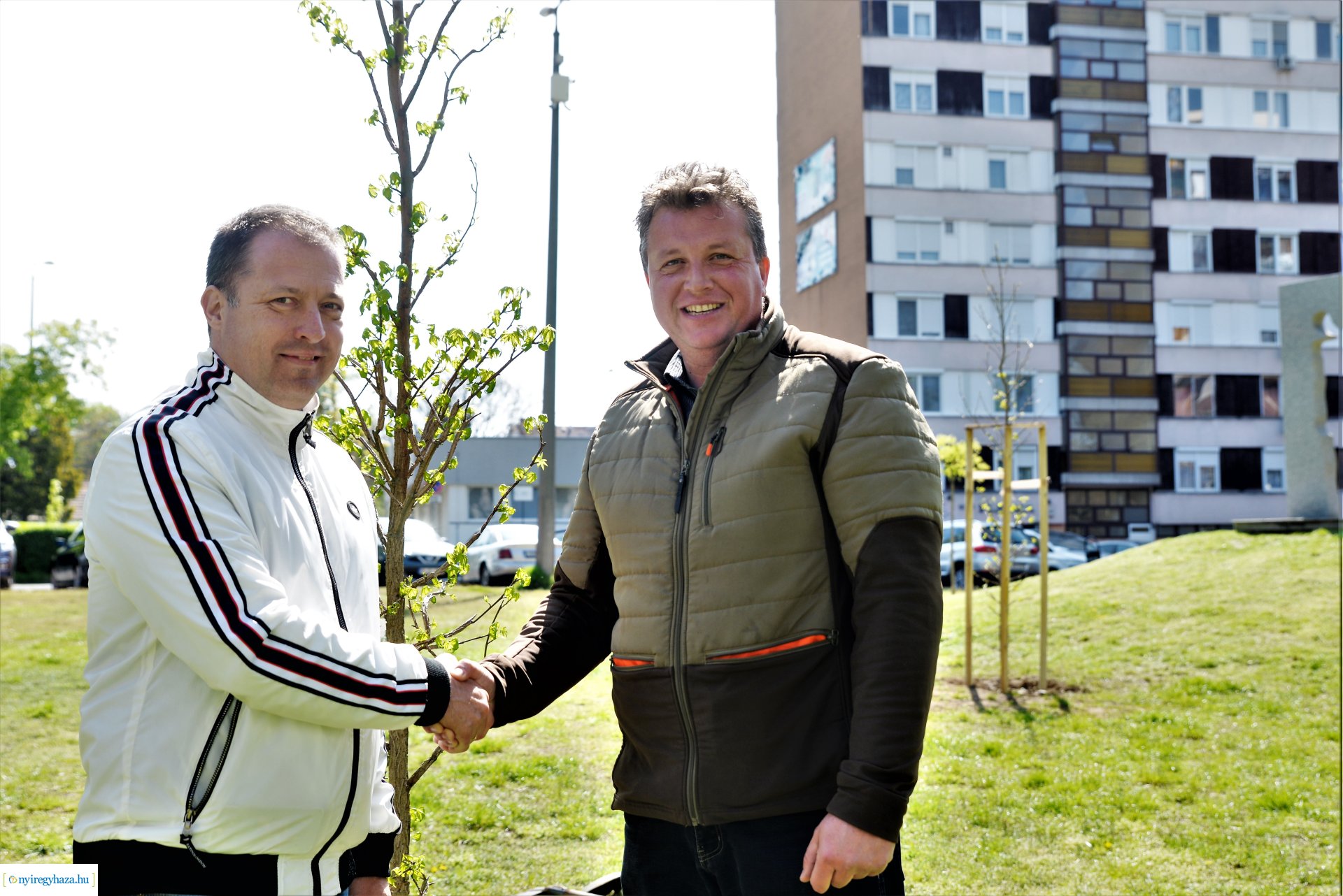 A Dob utcán folytatódik a fásítási program