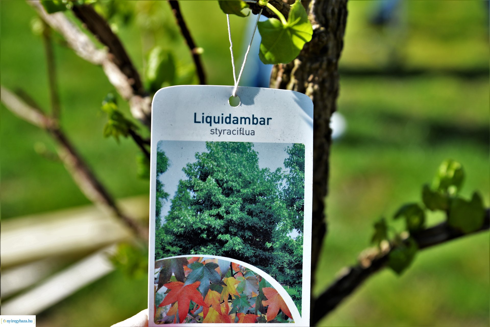 A Dob utcán folytatódik a fásítási program