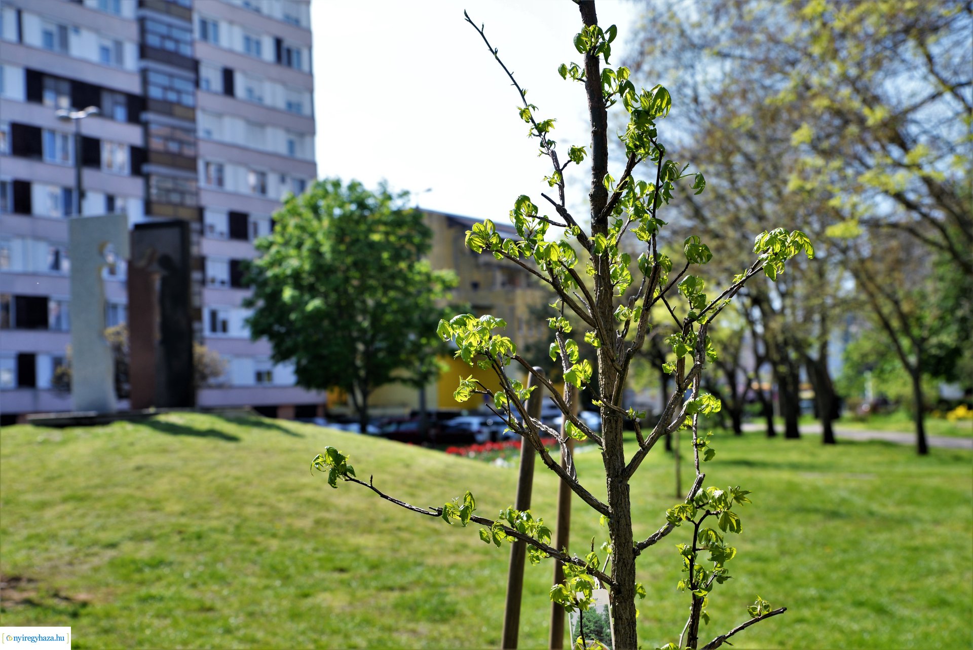 A Dob utcán folytatódik a fásítási program